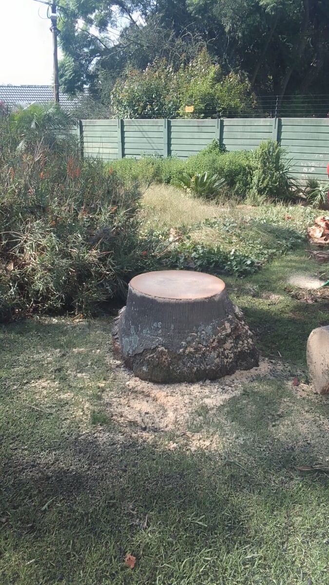 A cleanly cut tree stump left after a Brands Tree Felling job