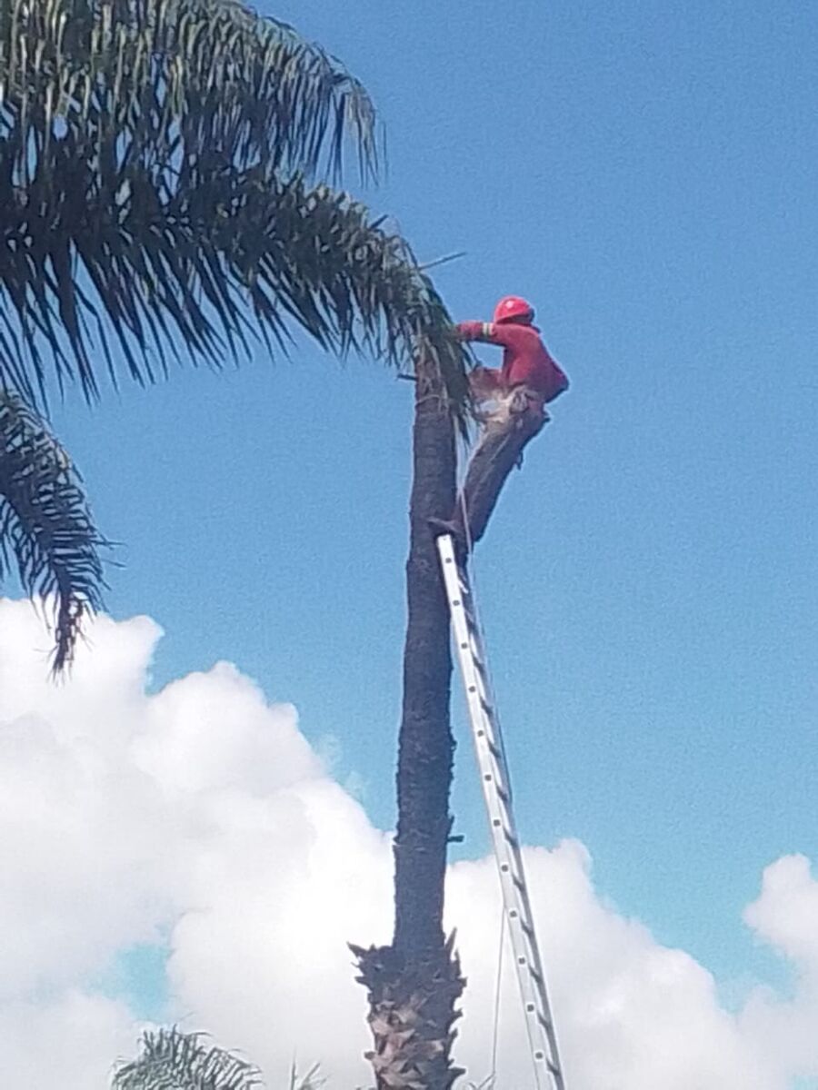 A Brands Tree Felling climber working at the top of a palm tree